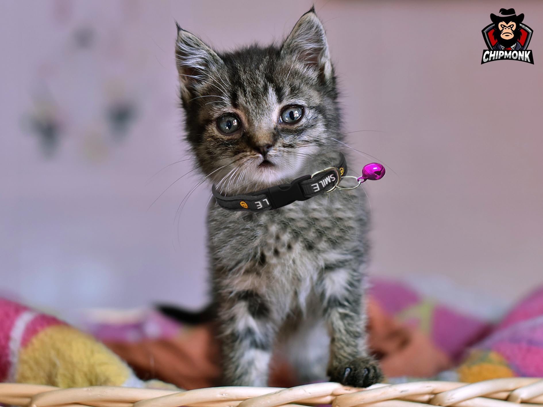 Chipmonk Cat & Puppy Collars with Bell,Kitten & Small Dogs Soft Adjustable,Safe,Solid & Protective Breakaway for Cats & Puppies,Cute Kitty Neckband with Smile Collars Print-(Pink,Black,Dark Blue) 1