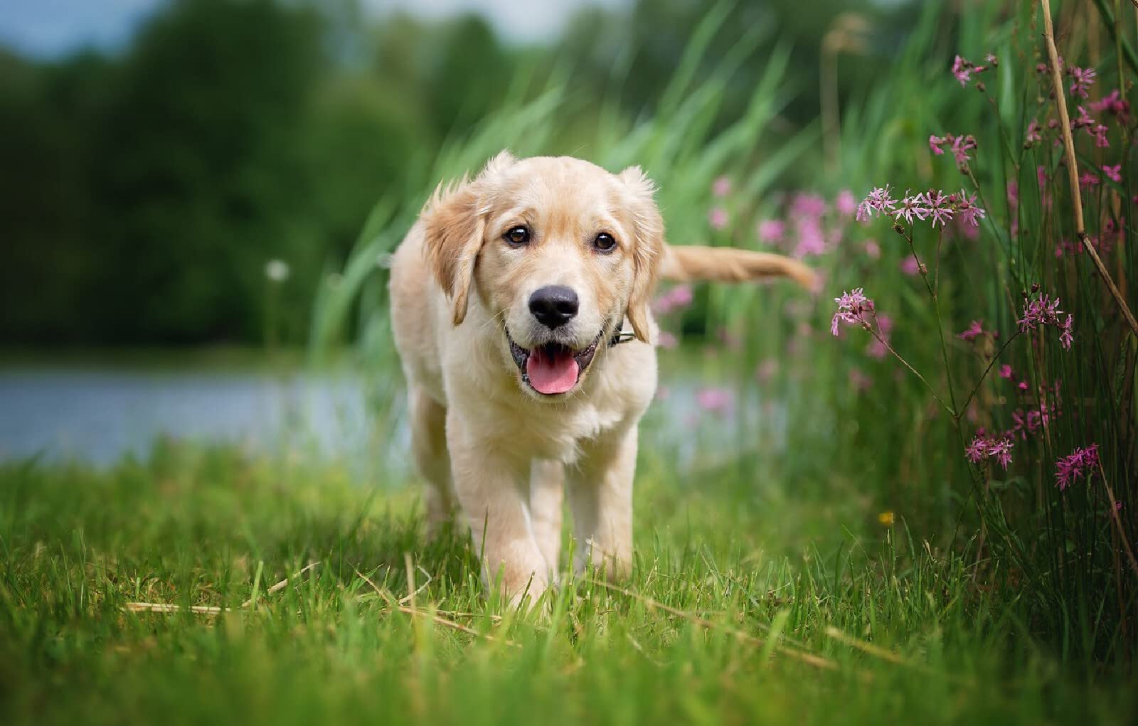 Puzzle for Adults Jigsaw Puzzle 2000 Pieces Puppy Labrador Retriever 70x100CM