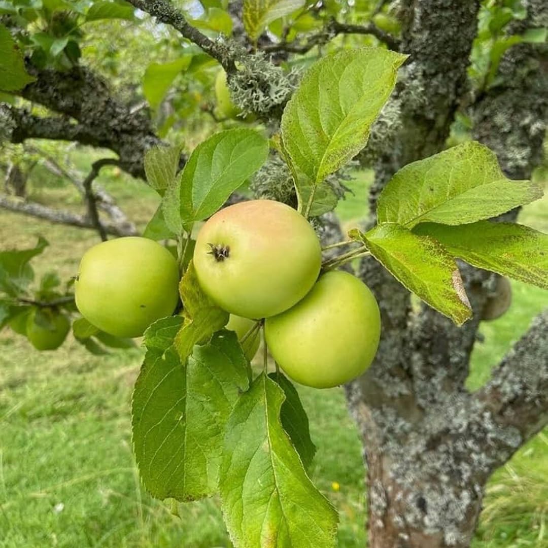 All Time Live Green Apple Plant,1 Healdy Live Plant(Packing