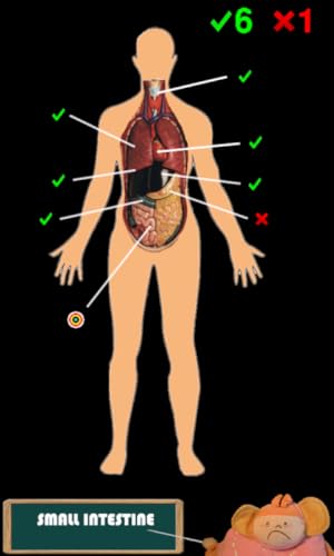 Anatomía divertida (Funny anatomy)