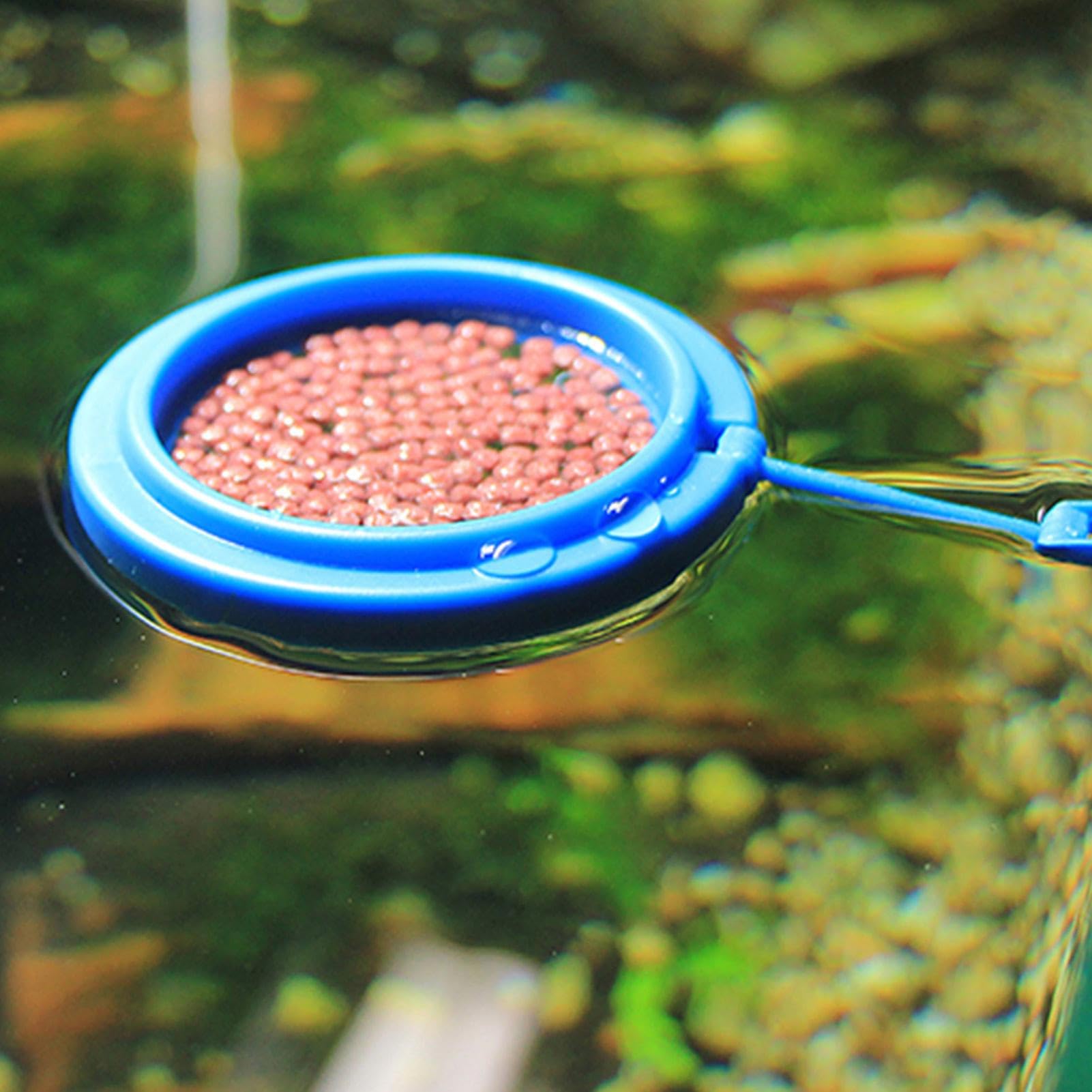Hoe slapen vissen in een aquarium? Ontdek het hier