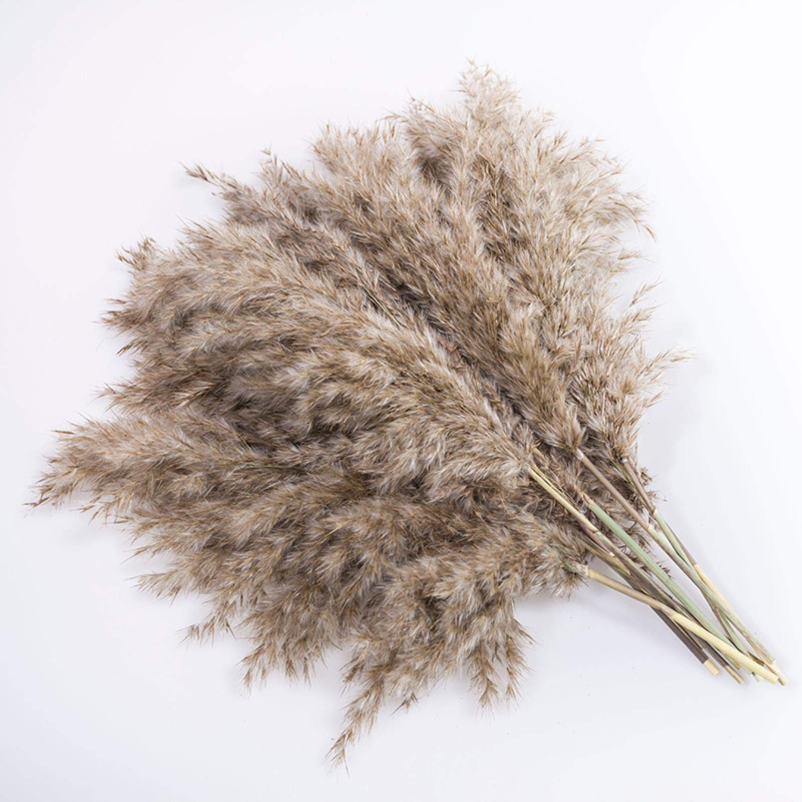 Pampas Herbe Véritable Plantes Séchées Décor De Mariage Bouquet De Fleurs Naturelles Plantes Décor Fleurs Plantes Naturelles