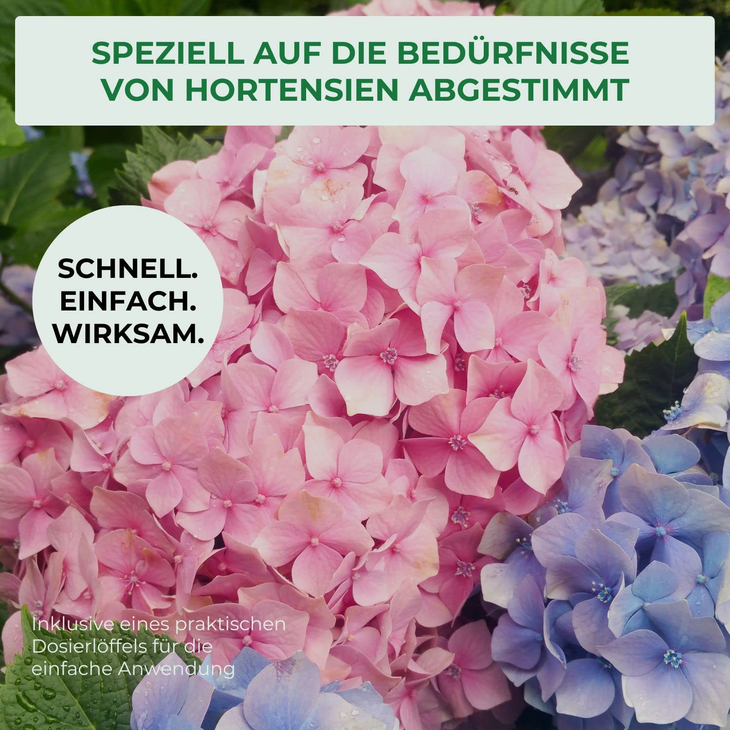 Allflor Hortensiendünger I Rhododendron Dünger I Blumendünger flüssig I 10 x 500 ml I Fördert langanhaltende Blütenpracht bei Zimmer- & Balkonpflanzen I Flüssigdünger