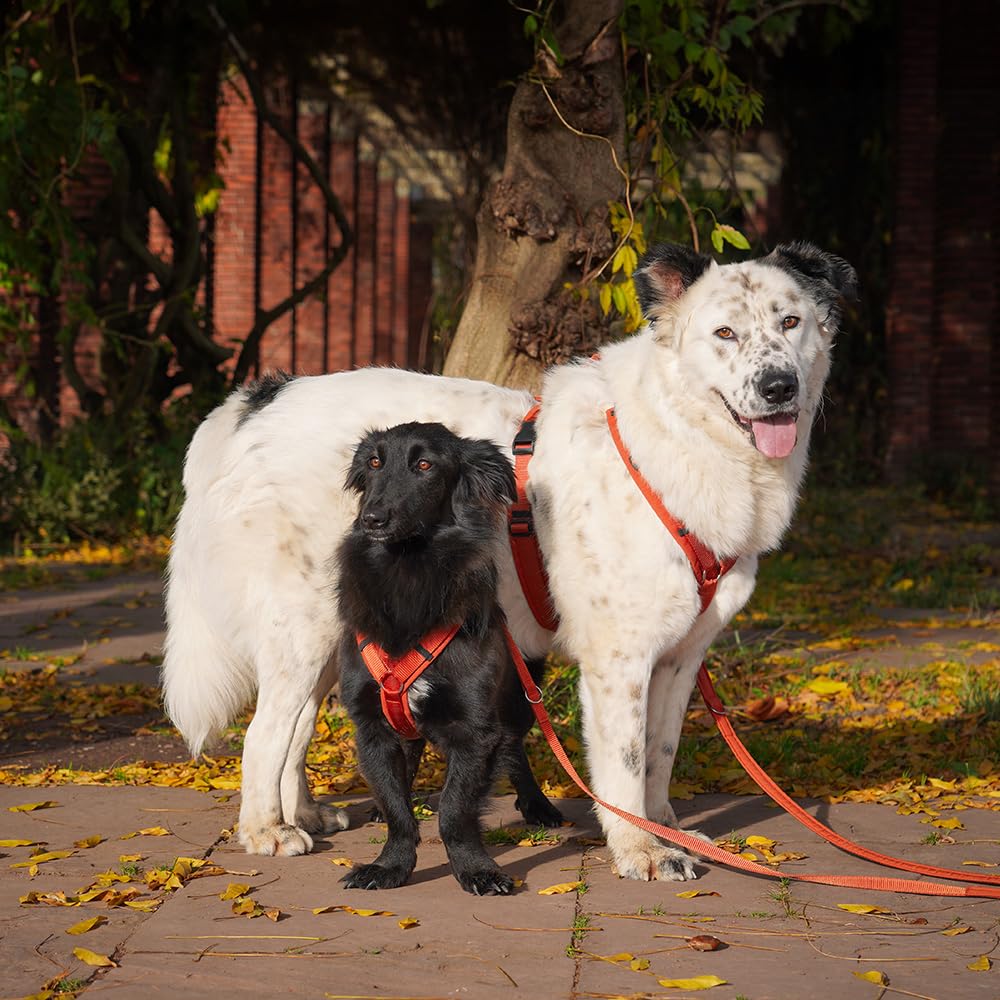 Anny-X Brustgeschirr Fun Ahorn | Hundegeschirr Größe L (Brustumfang 70-86 cm)