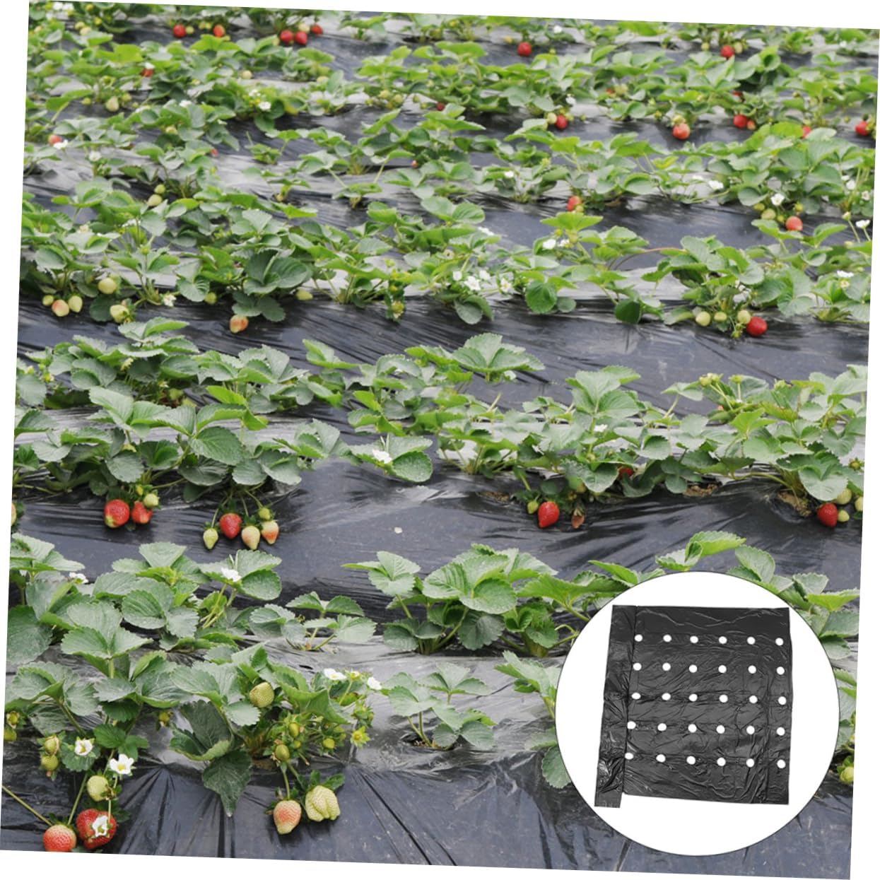 2pcs Pe Agricultural Perforated Mulching Film Thermal Insulation Garden Cover Cropland Accessory Reduces Water Evaporation Ventilation Insulation for Healthy Growth