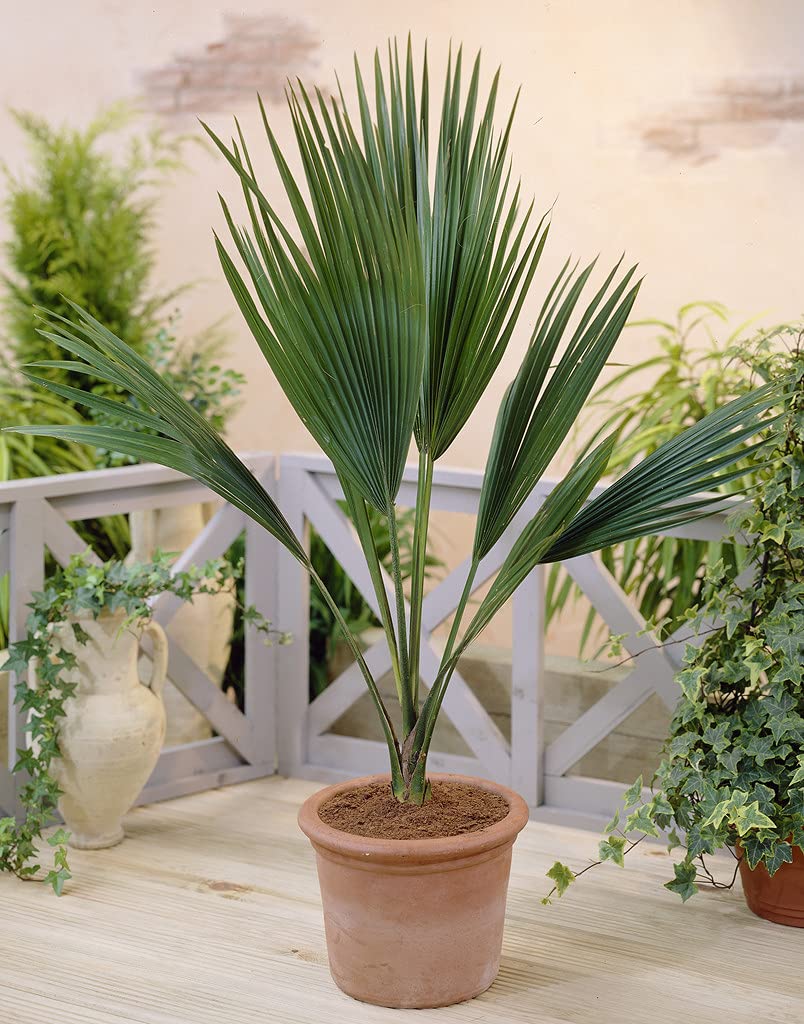 Bloomique - Lot de 2 - Chamaerops Humilis - Palmier nain européen - Palmier rustique - Plantes de jardin - Hauteur 40-50 cm - Pot 15 cm