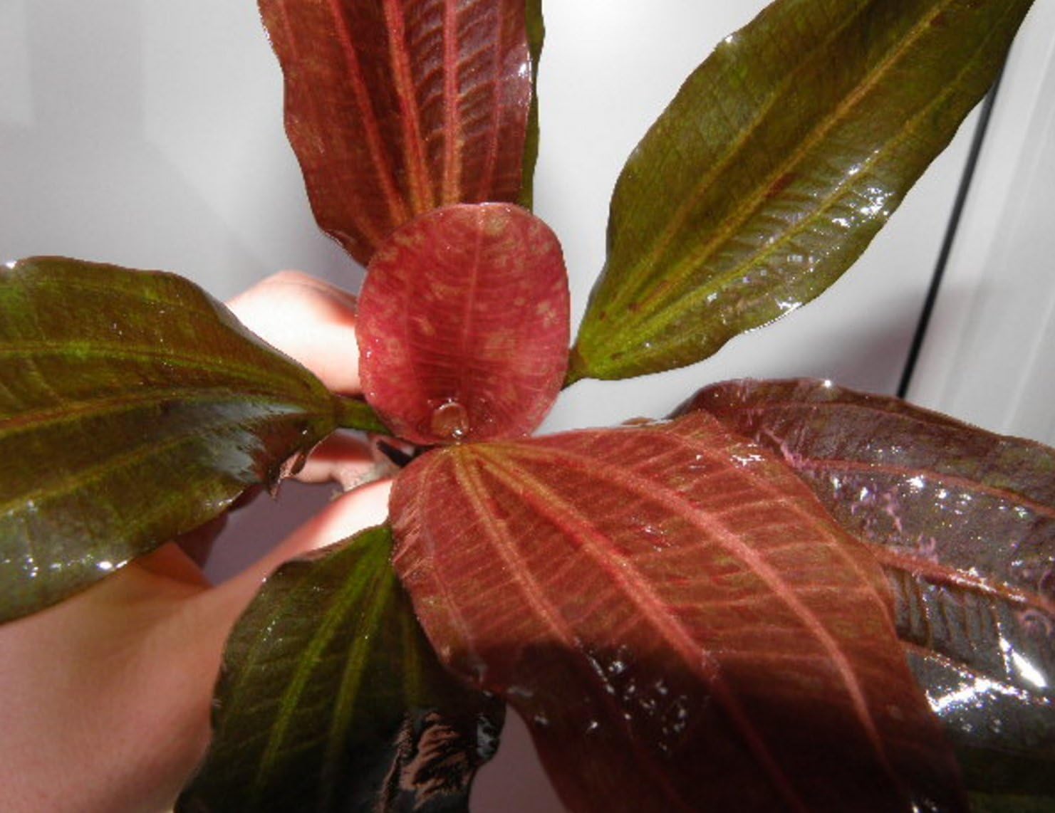 3-Bundles Echinodorus Hadi Red Pearl Amazon Sword Live Aquarium Plant for Aquatic Freshwater Fish Tank by Greenpro