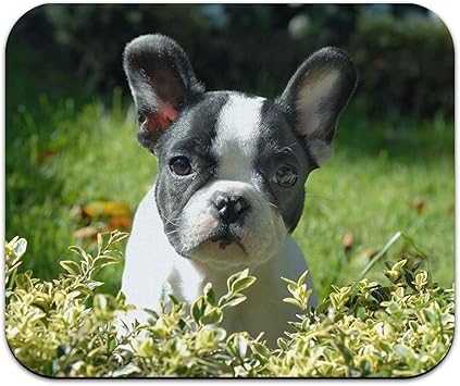 Noir Et Blanc Bouledogue Francais Chiot Frenchie Chien Pet Mouse Pad Tapis De Souris Mp 2 2 180 3 Mm Amazon Ca Electronique