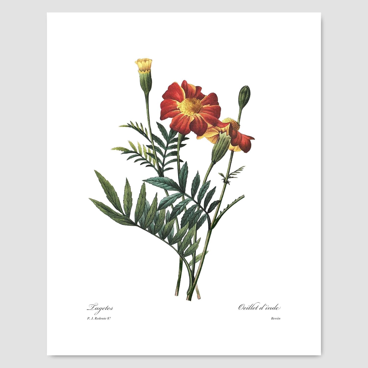 Orange Flower Art, French Botanical Prints - Vintage Floral Decor, Redoute Wall Art - Set of 3, Unframed…