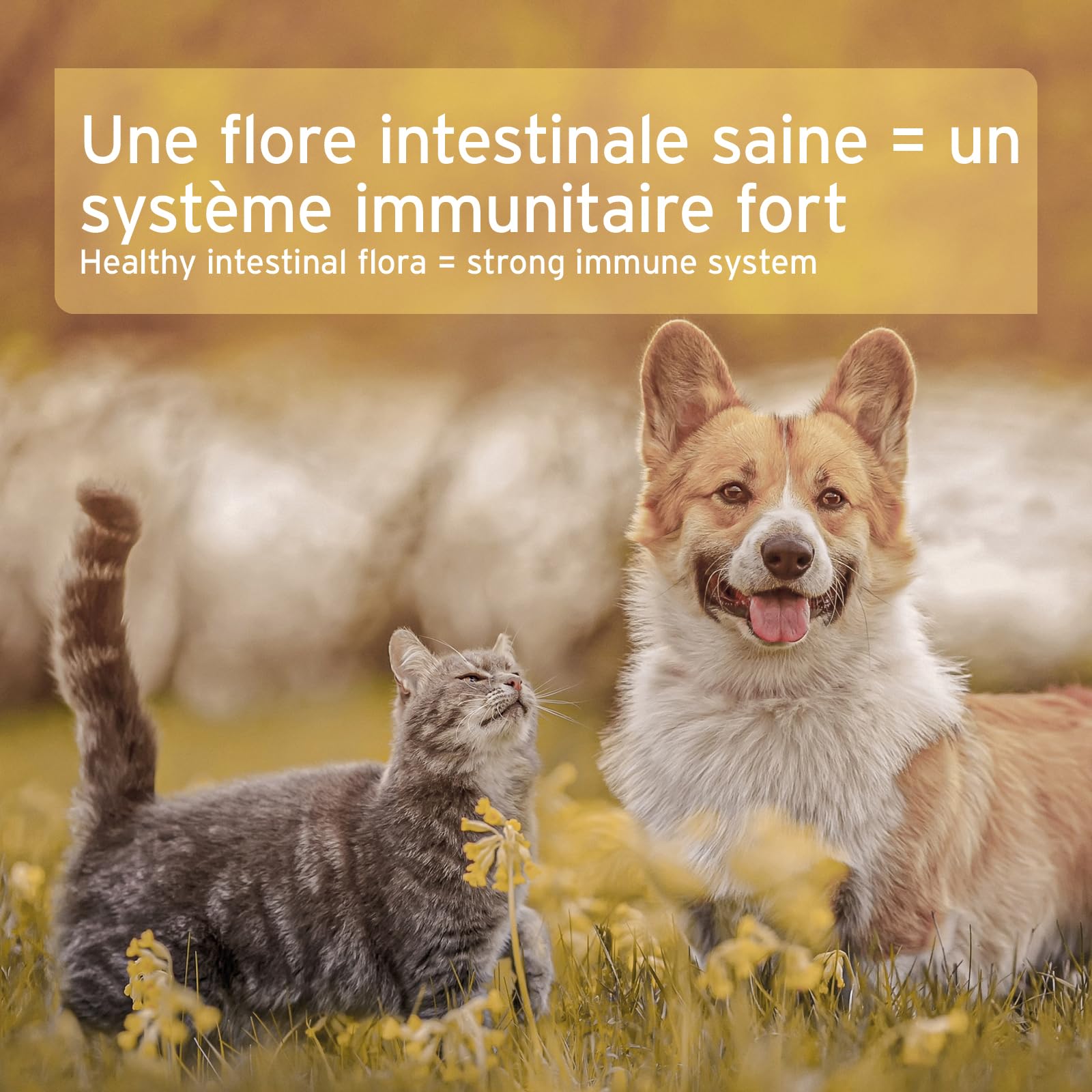 AniForte Tourbe Médicinale pour chiens 1,2kg - Améliore la qualité des selles, la digestion, le système immunitaire, l'activité gastro intestinale. Soin naturel pour chiens, soutien en cas de diarrhée