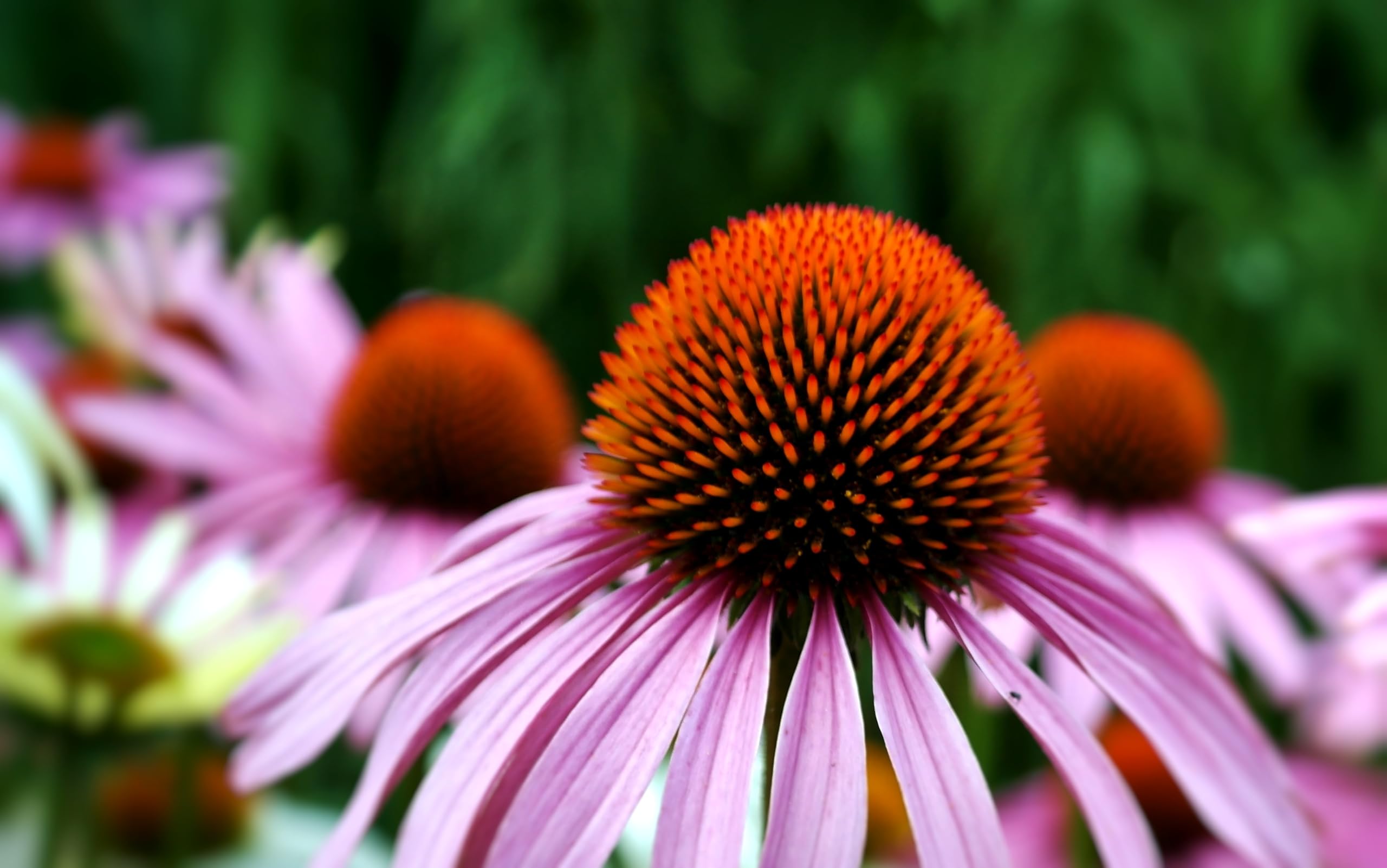 Roter Sonnenhut (Echinacea purpurea) Samen. Arznei- & Heilpflanze (20000 Samen = 64,0g)