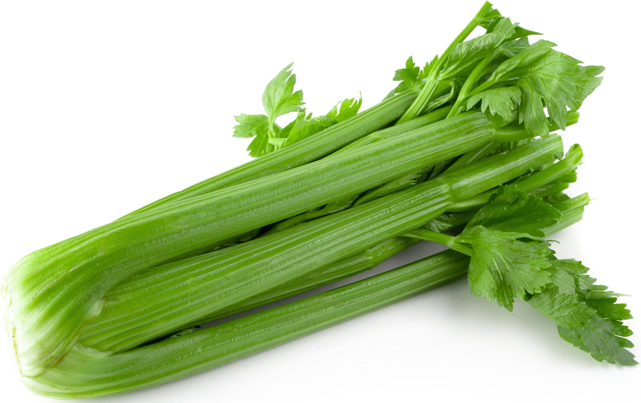 2000 Tall Utah 52-70 Celery Seeds for Planting - Heirloom Non-GMO USA Grown Vegetable Seed for Home Garden