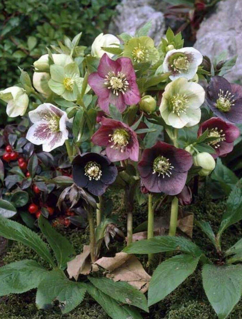 Graines De Fleurs Helleborus (Rose De Noël) - Mélange De Couleurs, Sachet De 5 Graines - 3