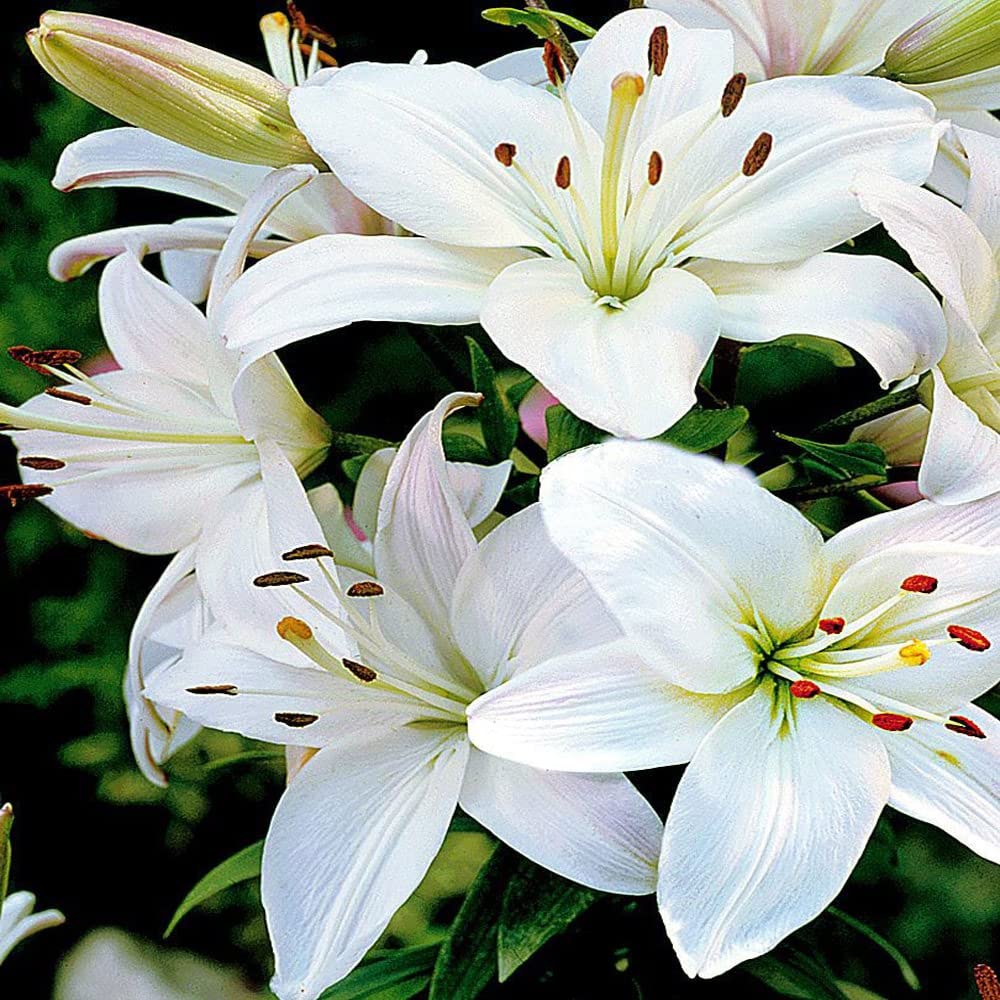 Asiatic Lily/Lilium Flower Bulbs White For Home Gardening pack of 10 flower bulbs (B0BDML9239) Amazon Price History, Amazon Price Tracker