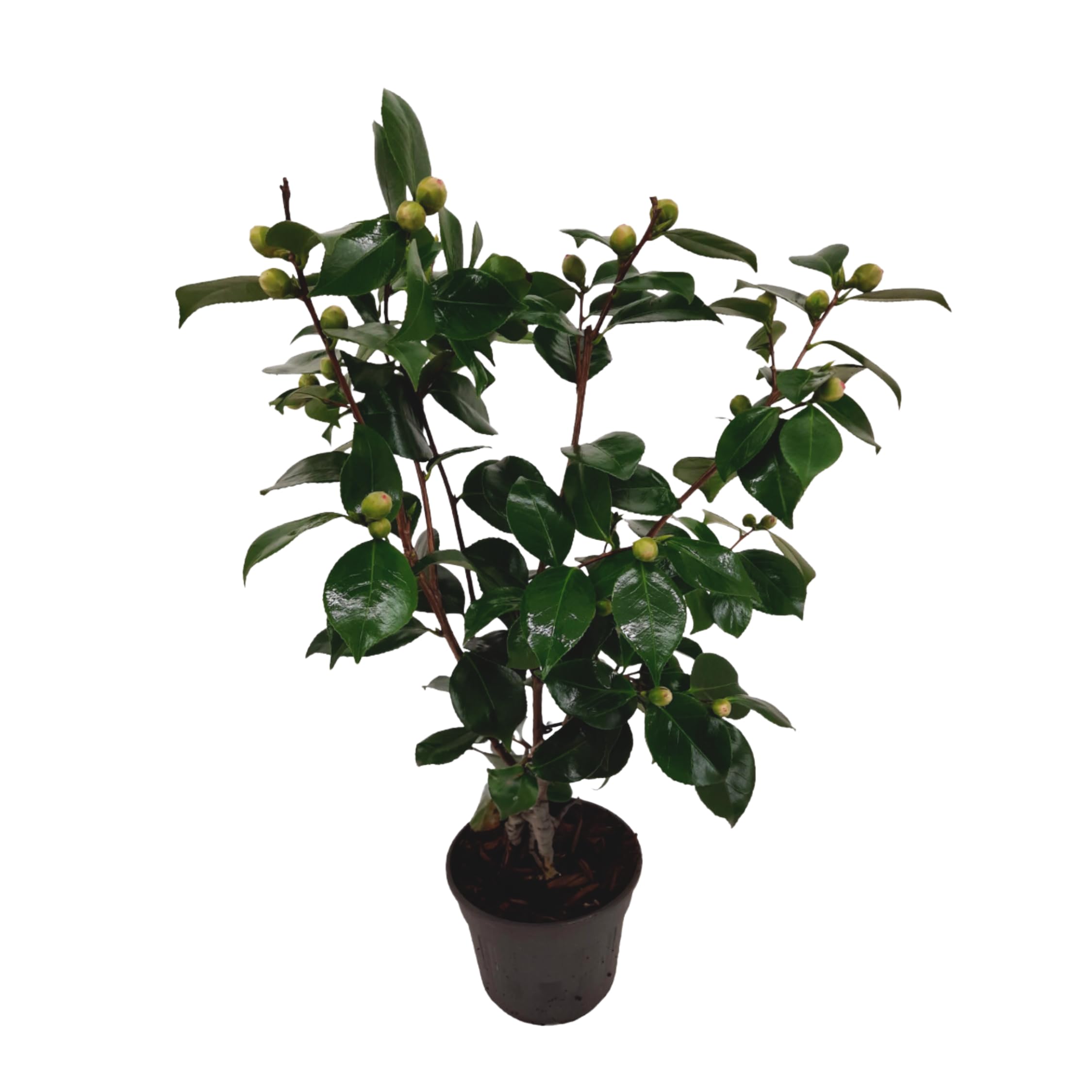 Plant in a Box - Camellia japonica 'Bonomiana' - Japanische Rose - Kamelie  pflanze Winterhart - Topf 15cm - Hhe 50-60cm : Amazon.de: Garten