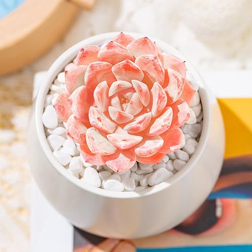 Miniatura 3 de Echeveria Little Beauty - Plantas suculentas vivas raras, mini rosa, 1 cabeza de 2 pulgadas, planta viva sin maceta, colocación en el jardín,