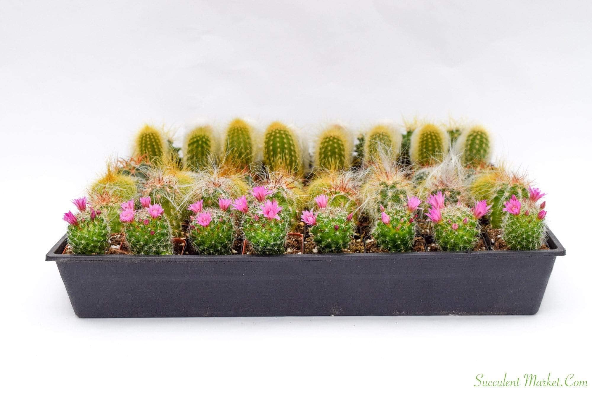Cactus Plants Live – Small Assorted 2-Inch Cactus Plants – Fully Rooted Potted Cactus Plants – Live Cactus Plant Set (): 40