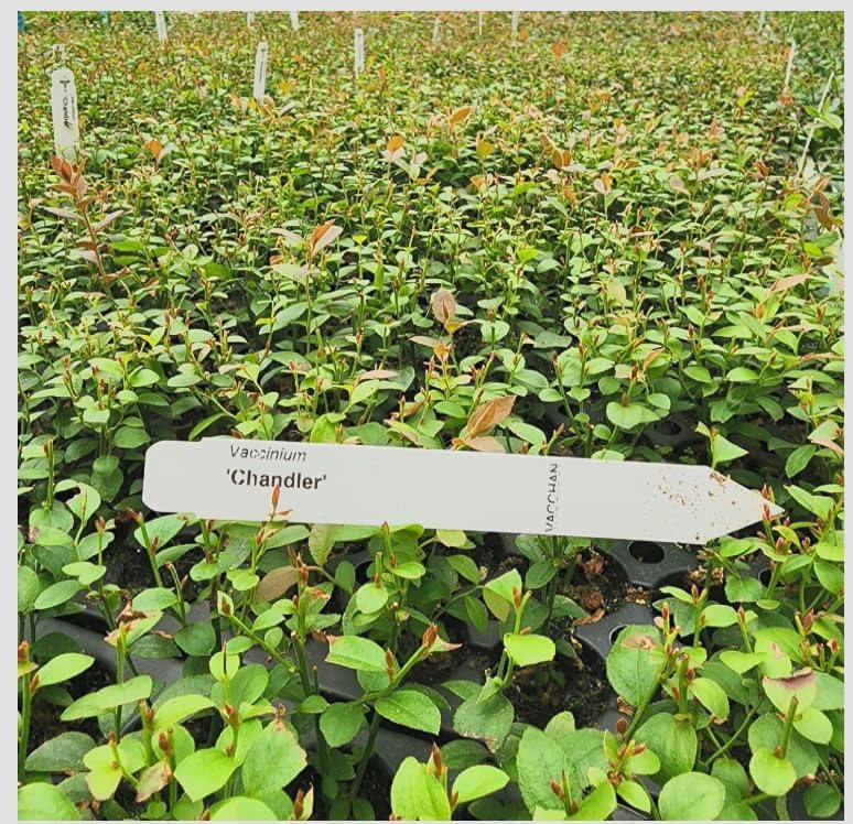 Vaccinium corymbosum ‘Chandler’ Blueberry Live Plants – 2 Pack – Edible Fruit Bearing Berry Bush – Container Grown Nursery propagated Plants