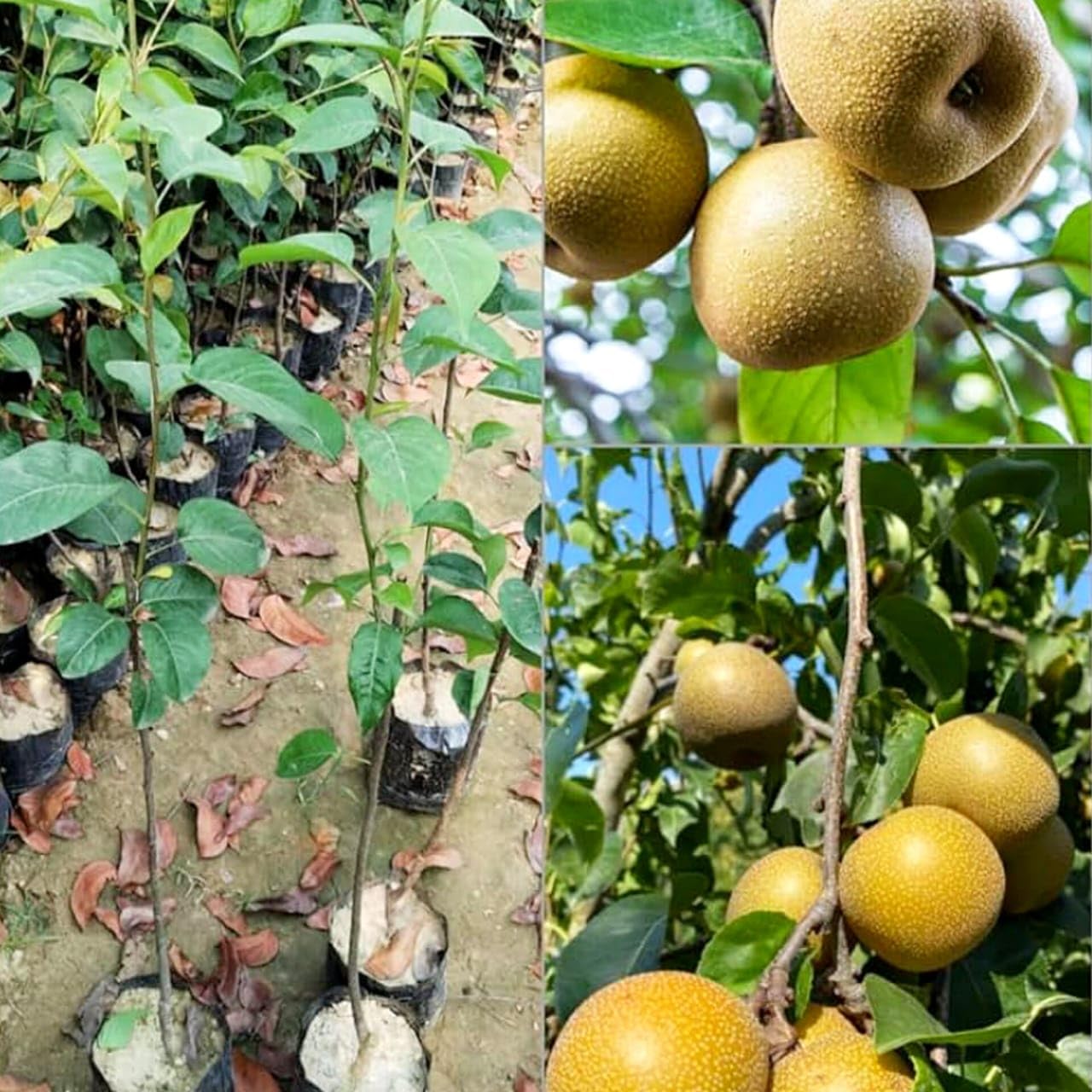 Asian pear grafted plant Nashpati Grafted Fruit Plant - Dwarf