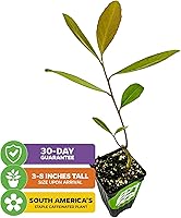 Vista 2 de Yerba Mate – Ilex paraguariensis by Wellspring Gardens – Planta de té sudamericana – Árbol del patrimonio cultural – Energizador botánico exótico