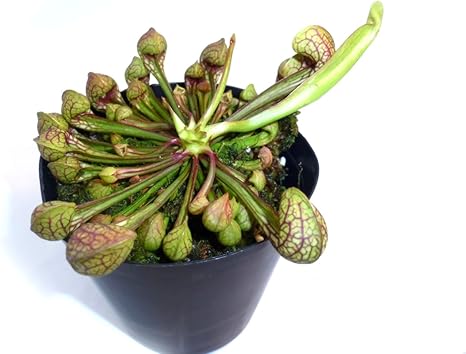 Amazon Co Jp 食虫植物 Sarracenia Psittacina サラセニア プシタシナ ハウス栽培品 ホーム キッチン