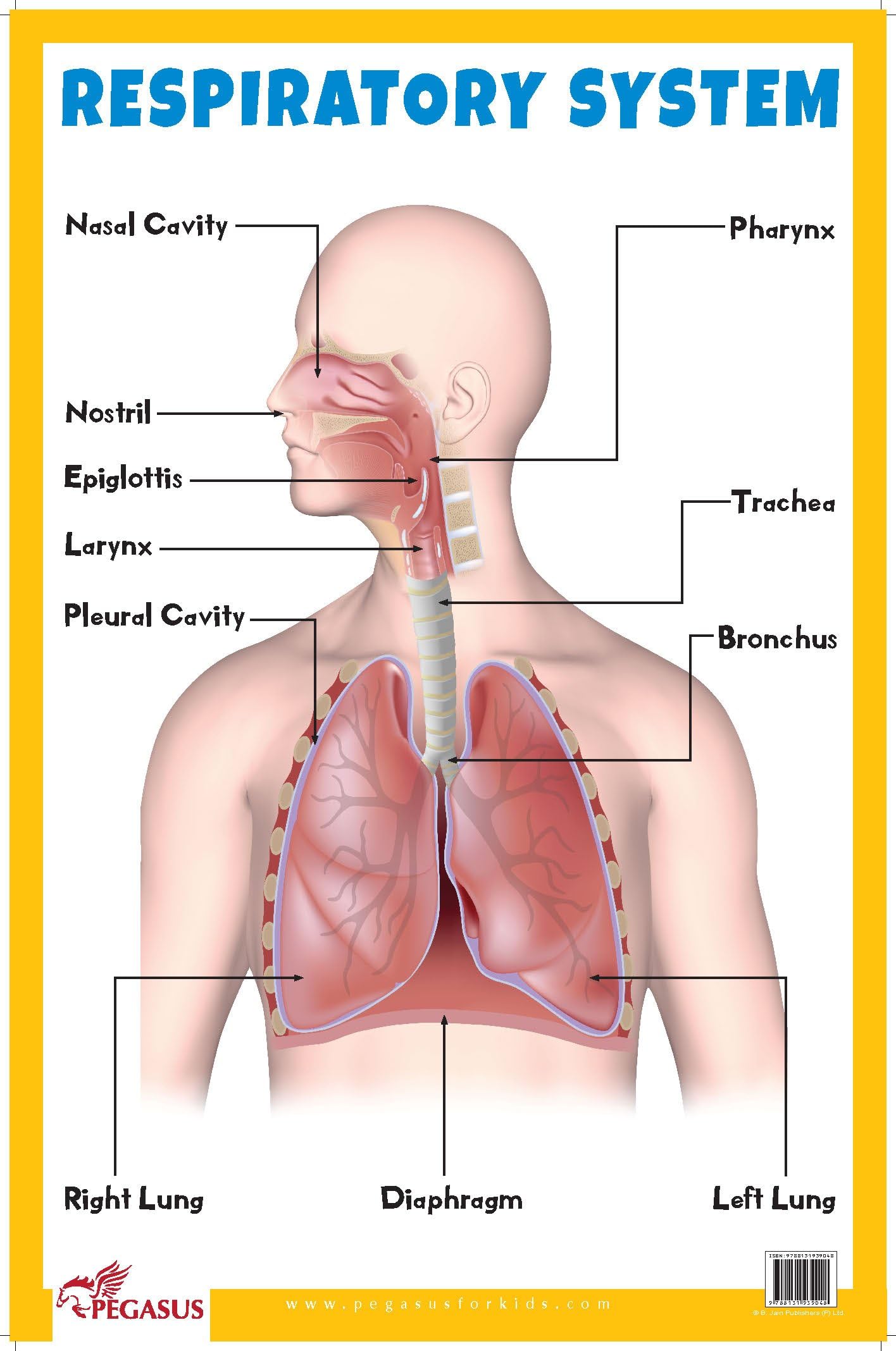 Respiratory System - Thick Laminated Primary Chart