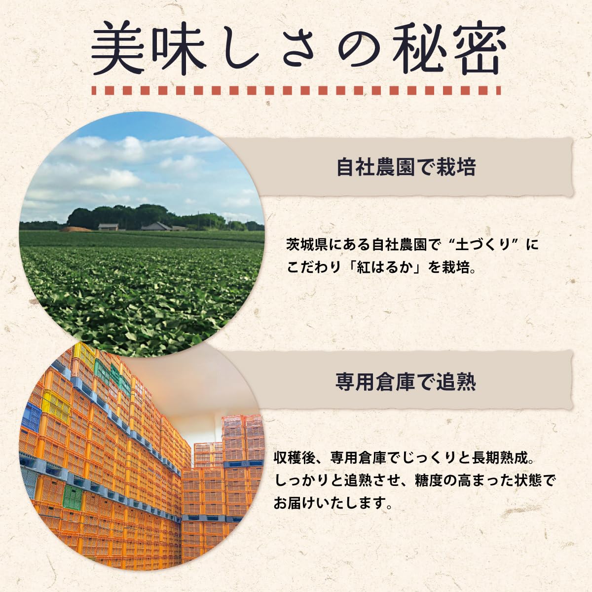 Amazon.co.jp: 茨城県産 さつまいも 追熟 紅はるか 5kg箱 (Mサイズ