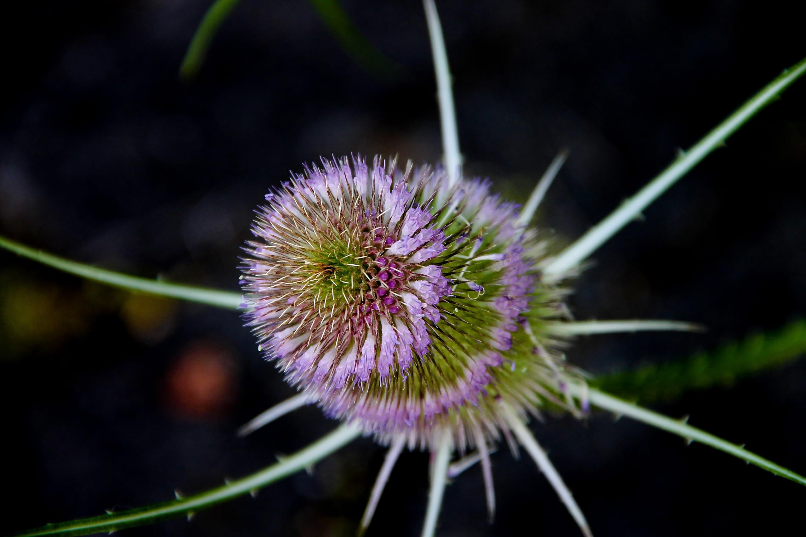 Wilde Karde (Dipsacus fullonum) Samen. Heilpflanze, z.B bei Borreliose. (10000 Samen = 29,0g)