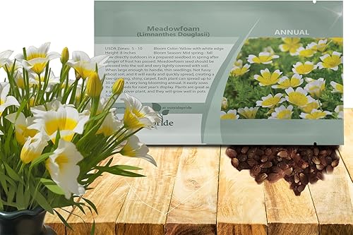Outsidepride Meadowfoam Seeds - 2000 unidades. Semillas anuales, autosembradas y de bajo mantenimiento, semillas de cobertura del suelo para plantar
