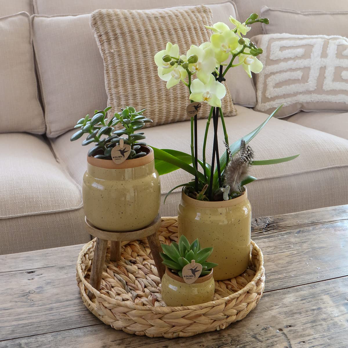 Kolibri Storczyki, rośliny zielone z żółtą orchideą Phalaenopsis w doniczkach ozdobnych w kolorze khaki i tacą hiacyntową