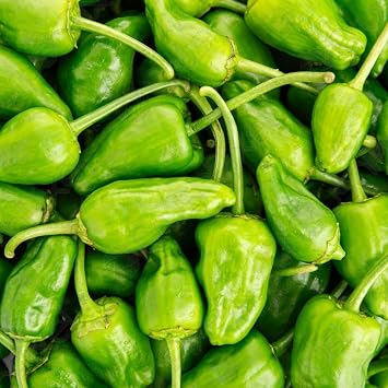 Pimientos DE Padron-100 Seeds Padron Pepper- Hot/Sweet/Mild,Spanish Heirloom !