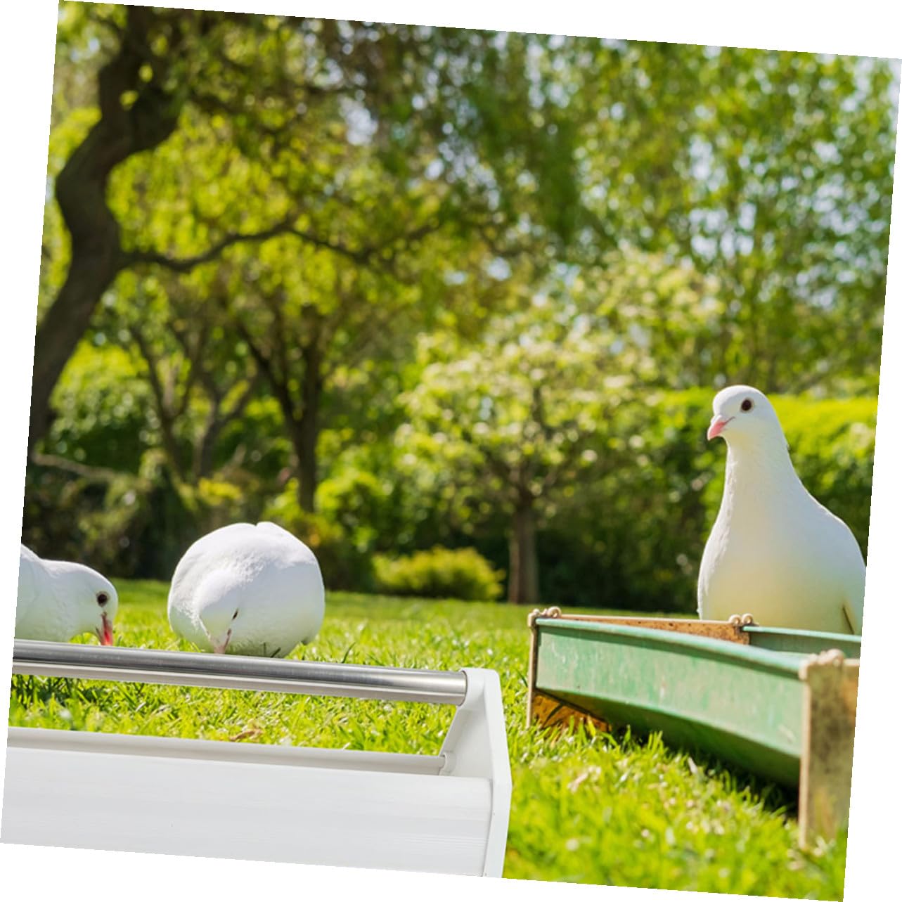 jojofuny Mangeoire à Pigeons 2 Pièces en Plastique Et Acier Inoxydable 40 Cm pour Oiseaux Petits Et Perruches Usage Extérieur Intérieur