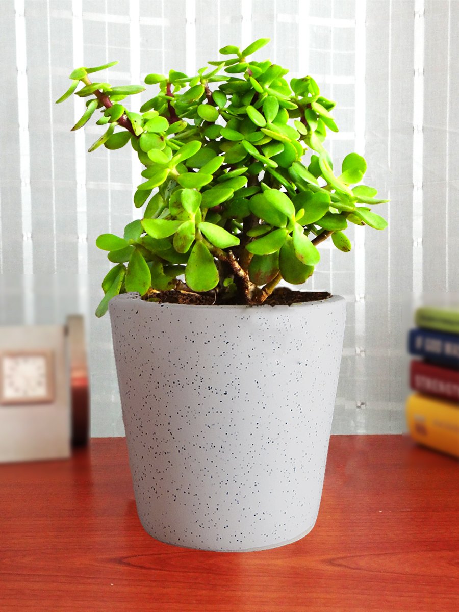 Rolling Nature Good Luck Live Jade Plant in White Bucket Dew Ceramic Pot (B077WZ486T) Amazon Price History, Amazon Price Tracker
