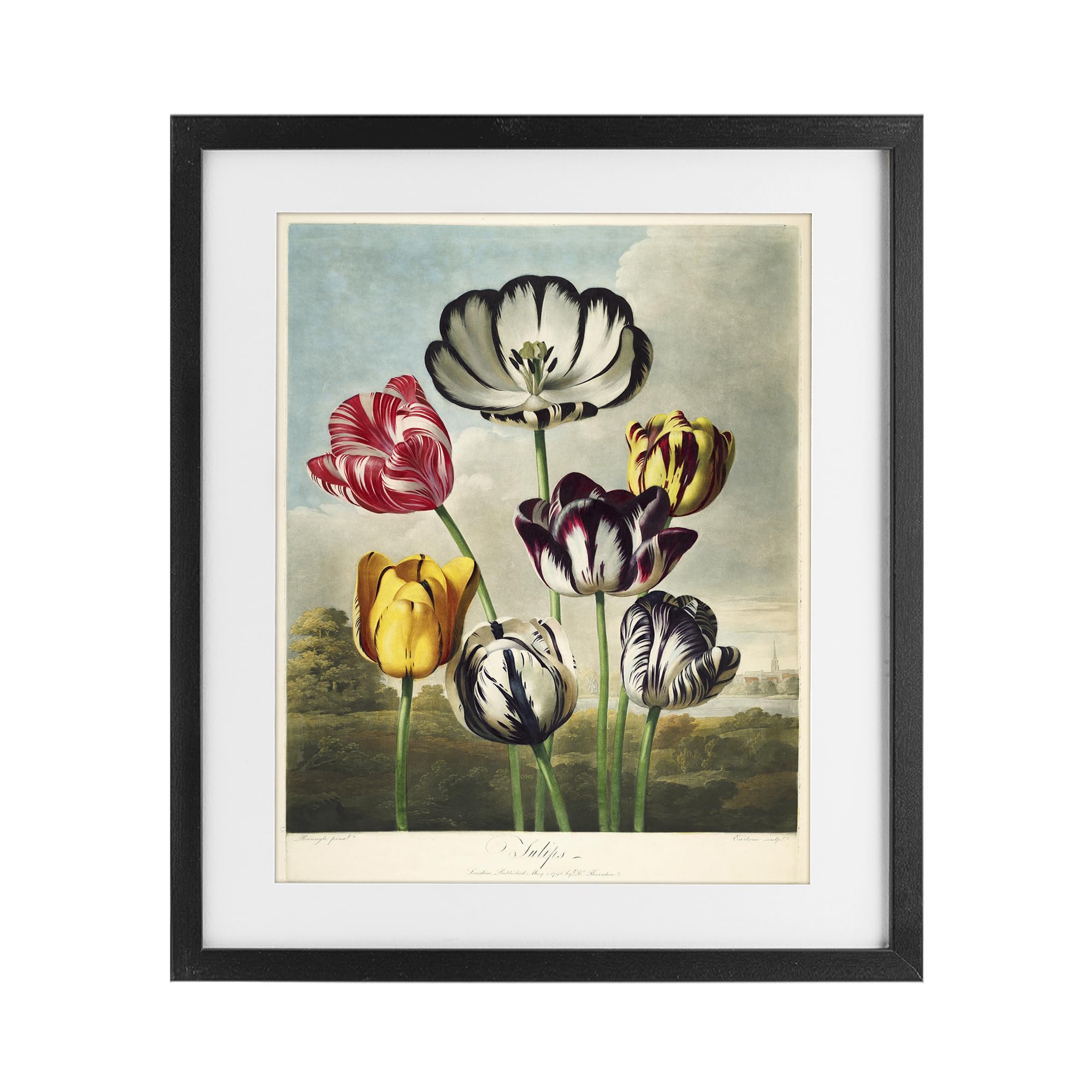 Stupell Industries Midnight Black (Textured) 'Tulips From The Temple'| Framed Print Under Glass