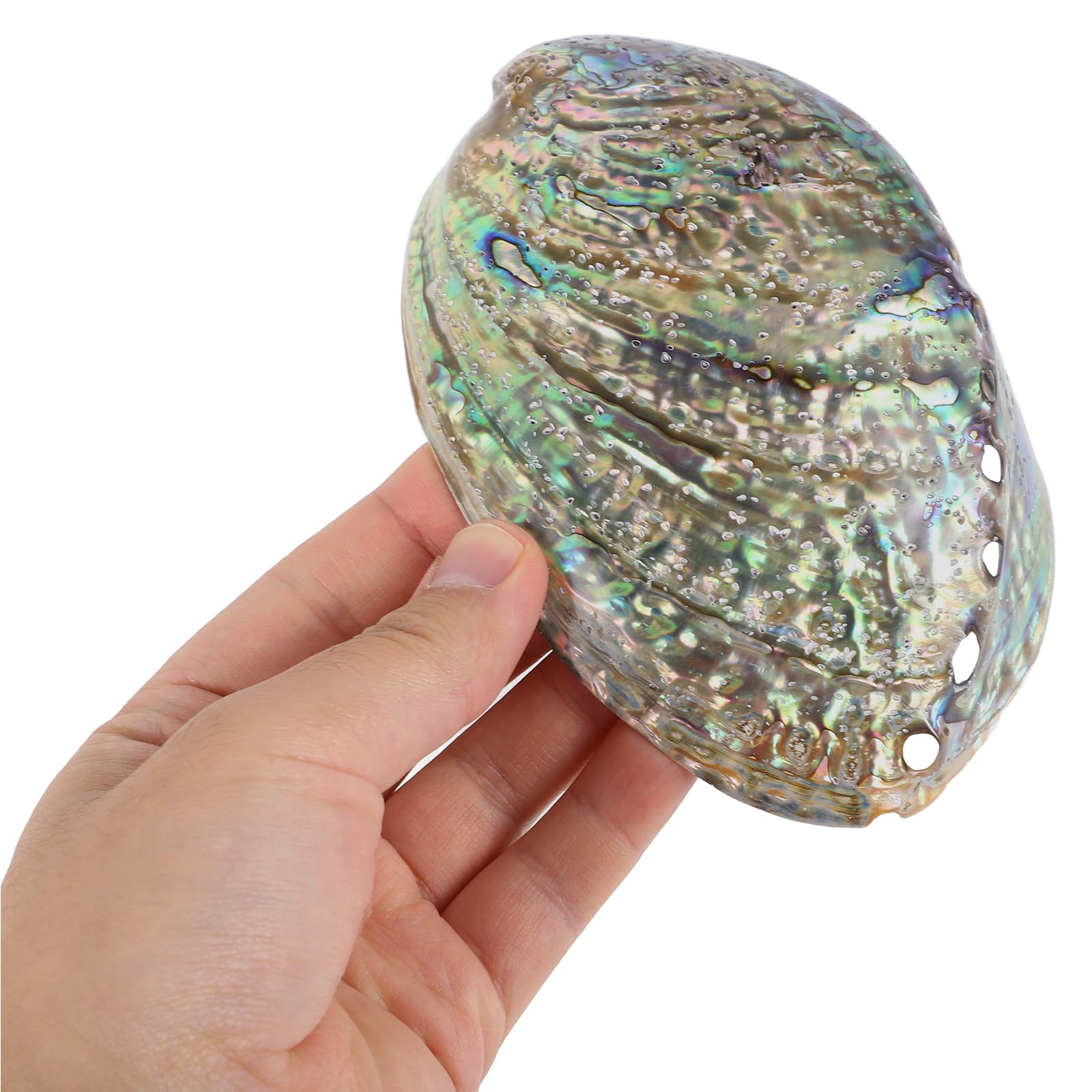 Veemoon Natürliche Abalone-Schale Shell Desktop Tank Zubehör Strand Räucherstäbchen Poliert Hoch DIY Anhänger Wohnschmuck Poliert Ring Tisch cm Paua für Halter Clearing Bowl Coastal Large Dekorative