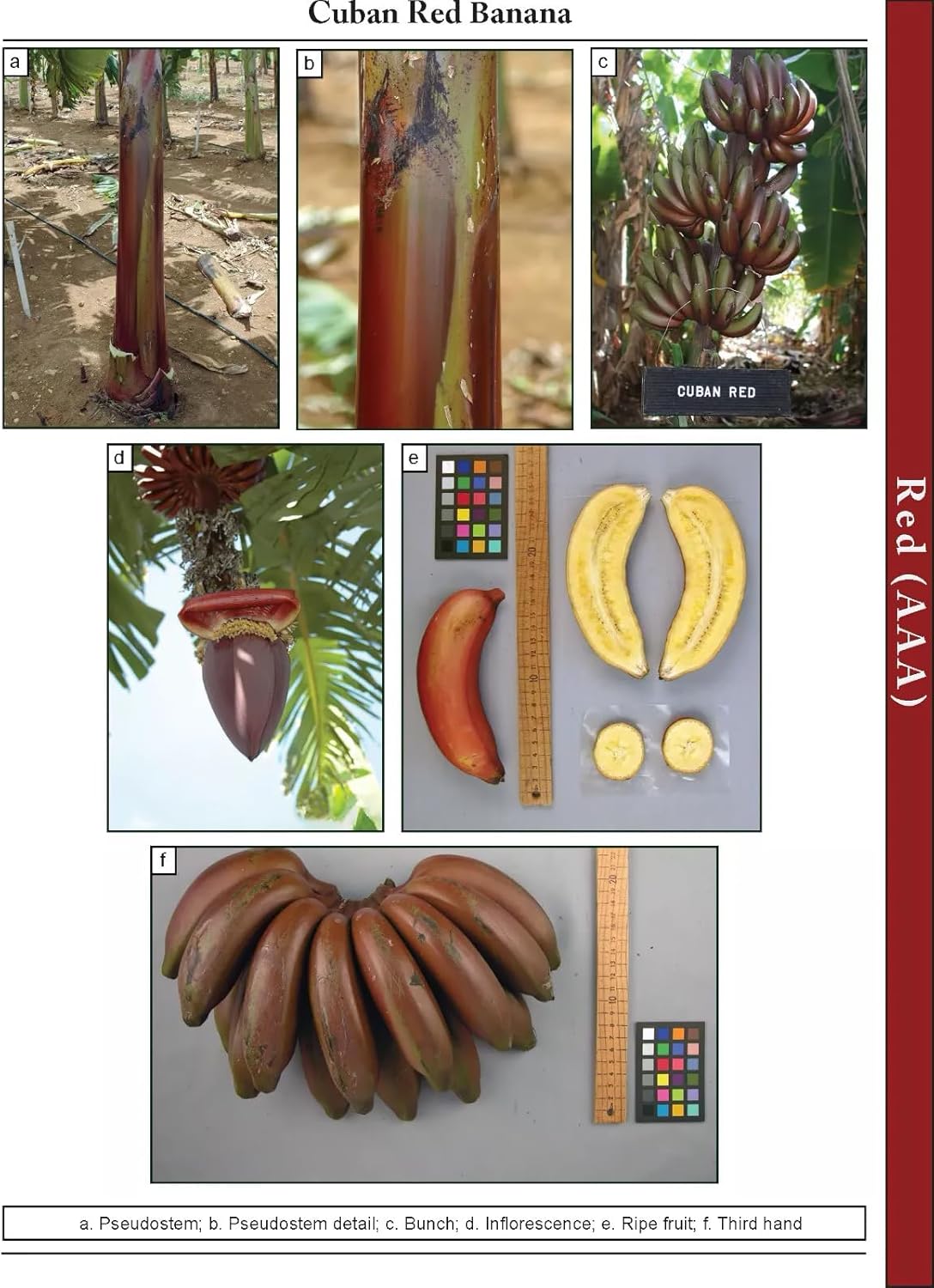 Red Dacca Banana - Live Plant
