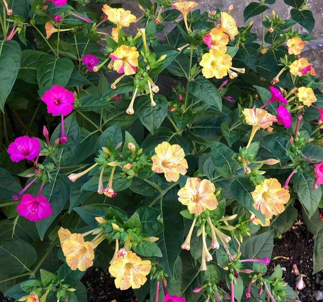 10 X Mirabilis Jalapa Mix - Bella Di Notte Misti - Bulbi Di Alta Qualità (10)