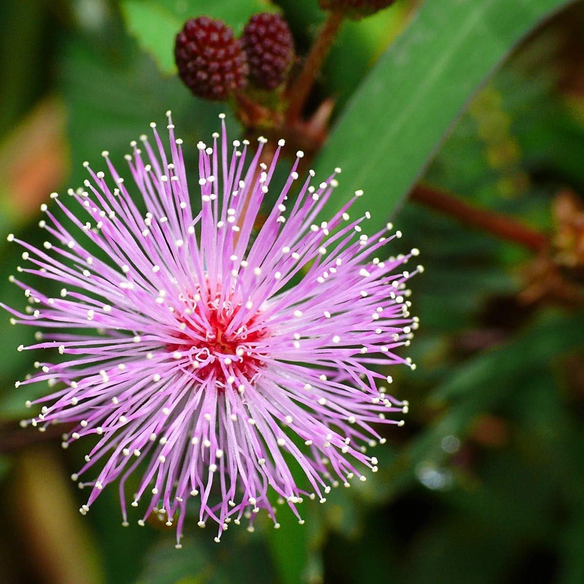 50 Mimosa Pudica Seeds (Shy Plant/Sensitive Plant Seeds) Pretty Pink Flowers