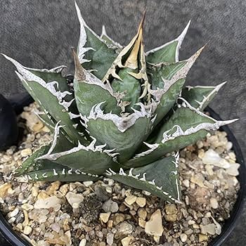 アガベ チタノタ　海王　台湾株 アガベ チタノタ 