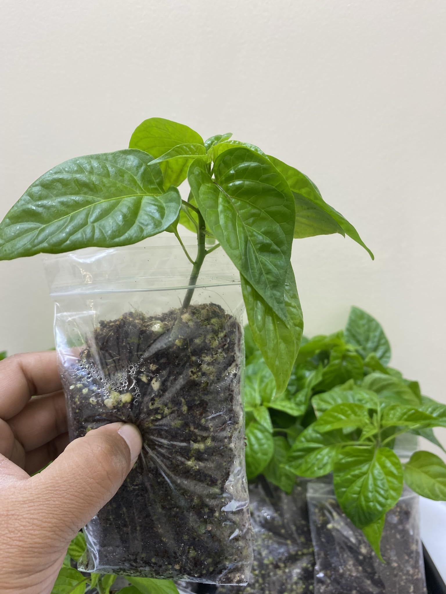 Naga Chilli Plants Naga Morich. 100% Genuine Healthy Naga Chilli Plant - One Plant