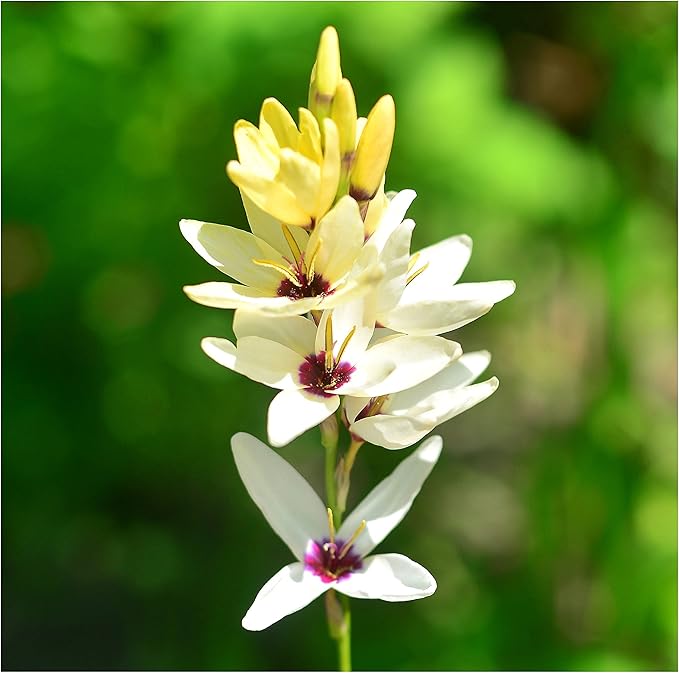 20x Ixia Hogarth Bulbs African Corn Lily Flowers Beautiful Autumn