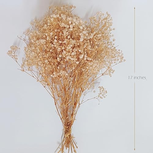 Miniatura 3 de Aliento preservado del bebé, 100% natural gypsophila flores de larga duración para arreglos de jarrón, decoración del hogar, accesorios de fotos,