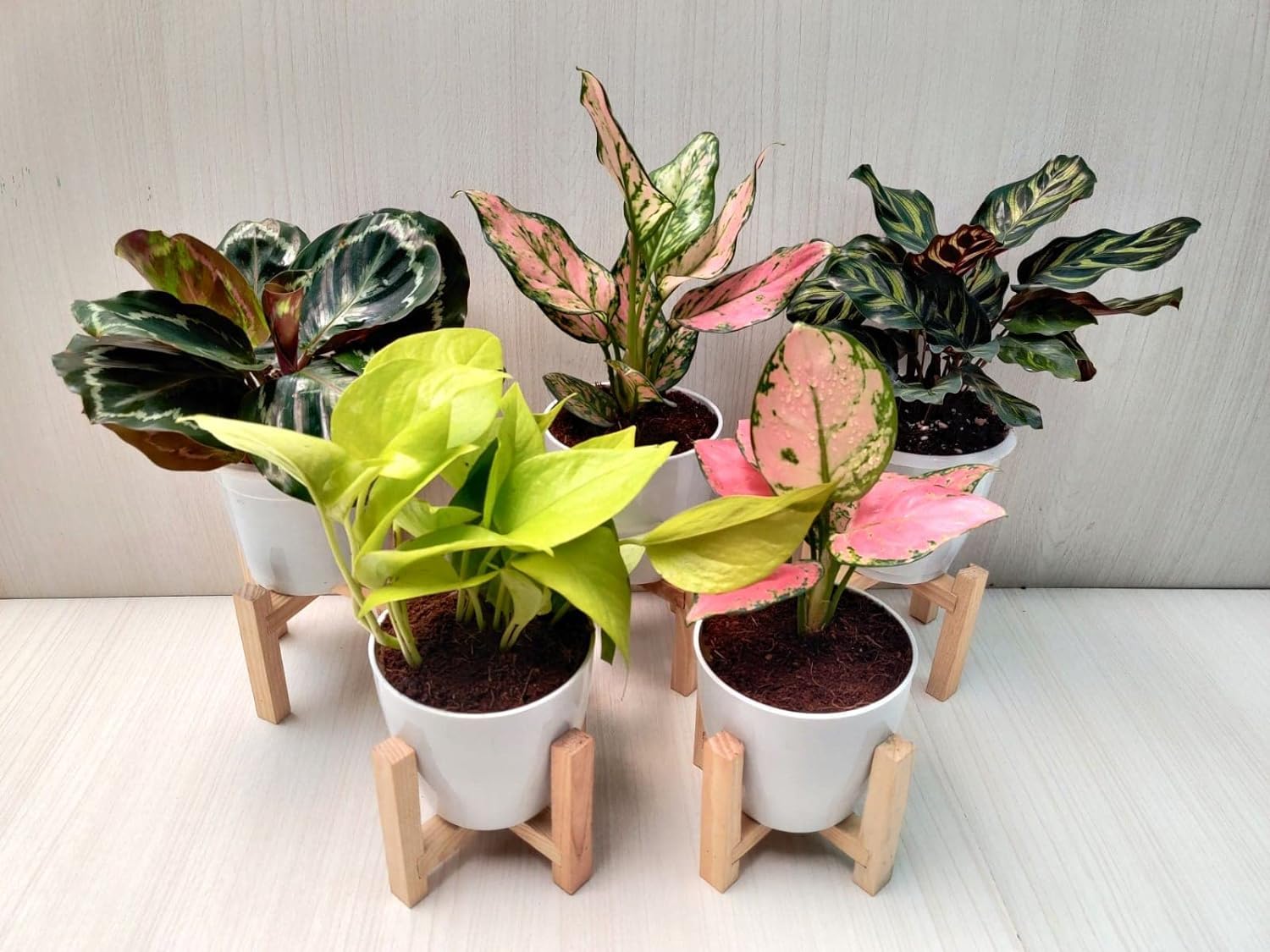 Guruji Plantation Combo of 5 Live Indoor Plants for Home Decor with Pot - Aglaonema, Calathea and Money Plants (B0D6LKLXWW) Amazon Price History, Amazon Price Tracker