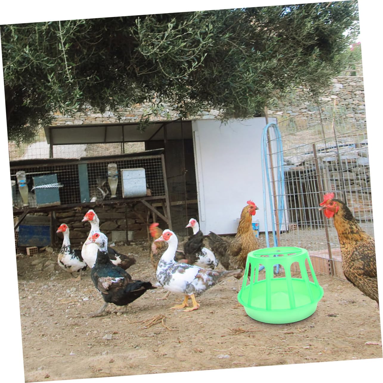 Sosoport 2pezzi Mangiatoia Per Pollame Alimentare Antispreco Per Galline e Facile e Resistente Allevamento e