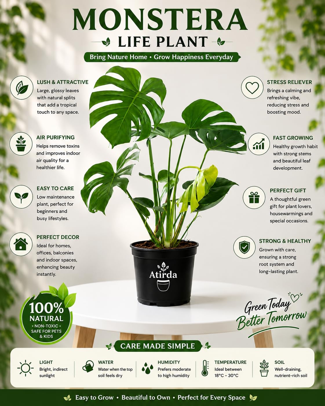 Monstera Deliciosa Plant - Live Tropical Houseplant -4 Monstera Deliciosa Plant - Live Tropical Houseplant -4
