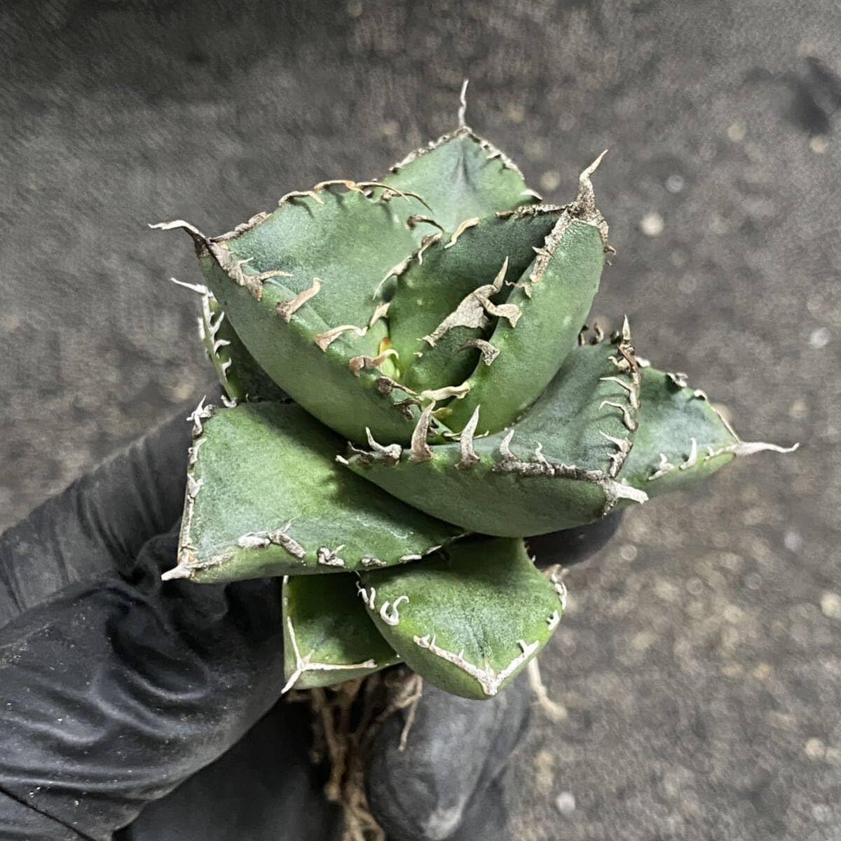 Amazon.co.jp: 多肉植物 アガベ チタノタ SAD 小株 発根済 : DIY・工具