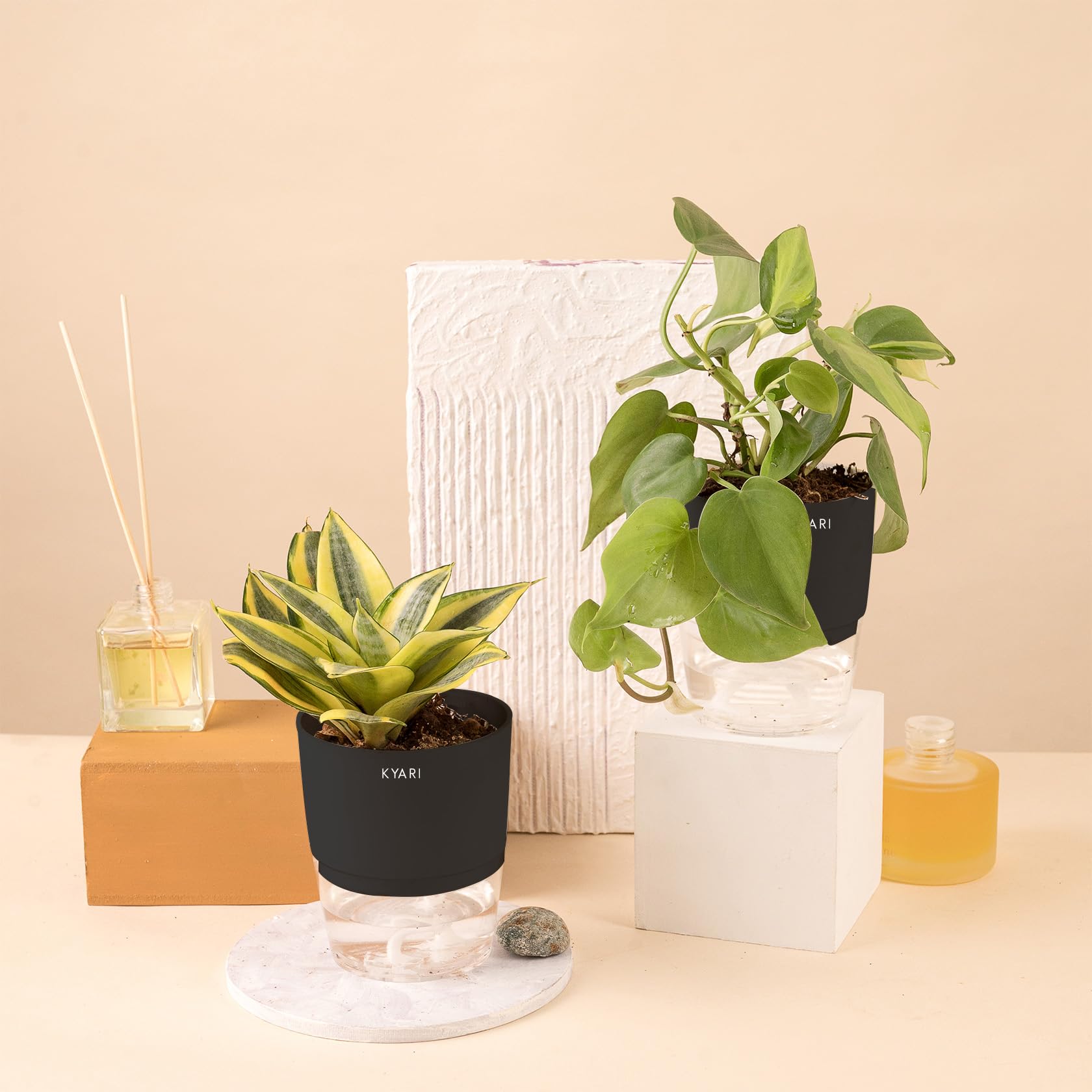 KYARI Money variegated-Sansevieria Golden Hahnii Snake Combo of 2 Indoor Plants for Living Room | Live Plants | Plants with Black Pot for Home Air purifier plants | Plants for Home Decor & Garden (B0CHYSV15Z) Amazon Price History, Amazon Price Tracker