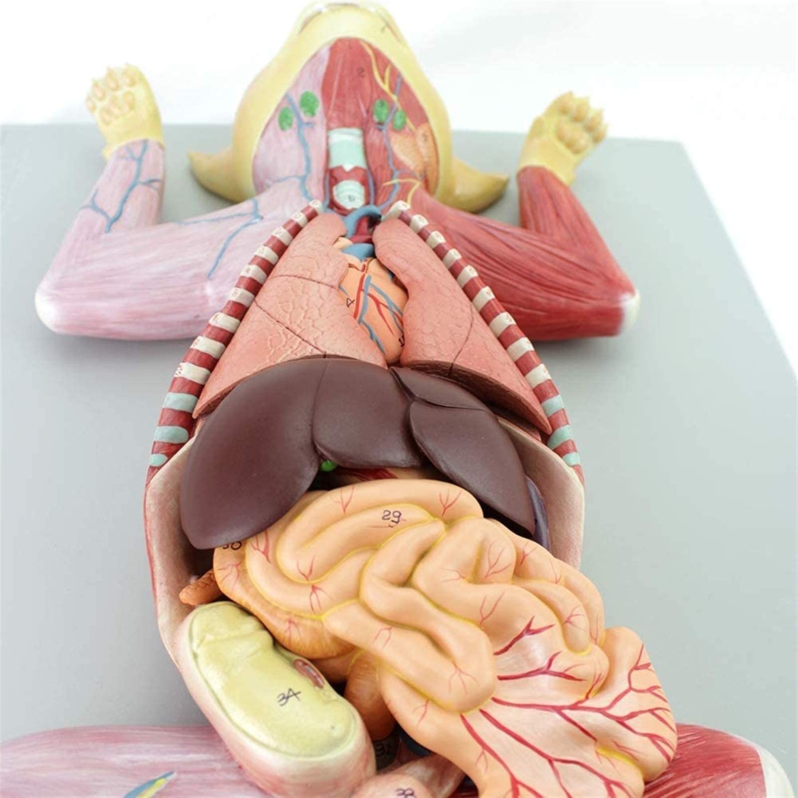 Model Kota Anatomiczny Narząd Mascoty Wewnętrznej Nerw Nauczanie Hodowli Zwierząt Weterynariusze, Szkolenie Medyczne, Modele Medyczne I Materiały Edukacyjne