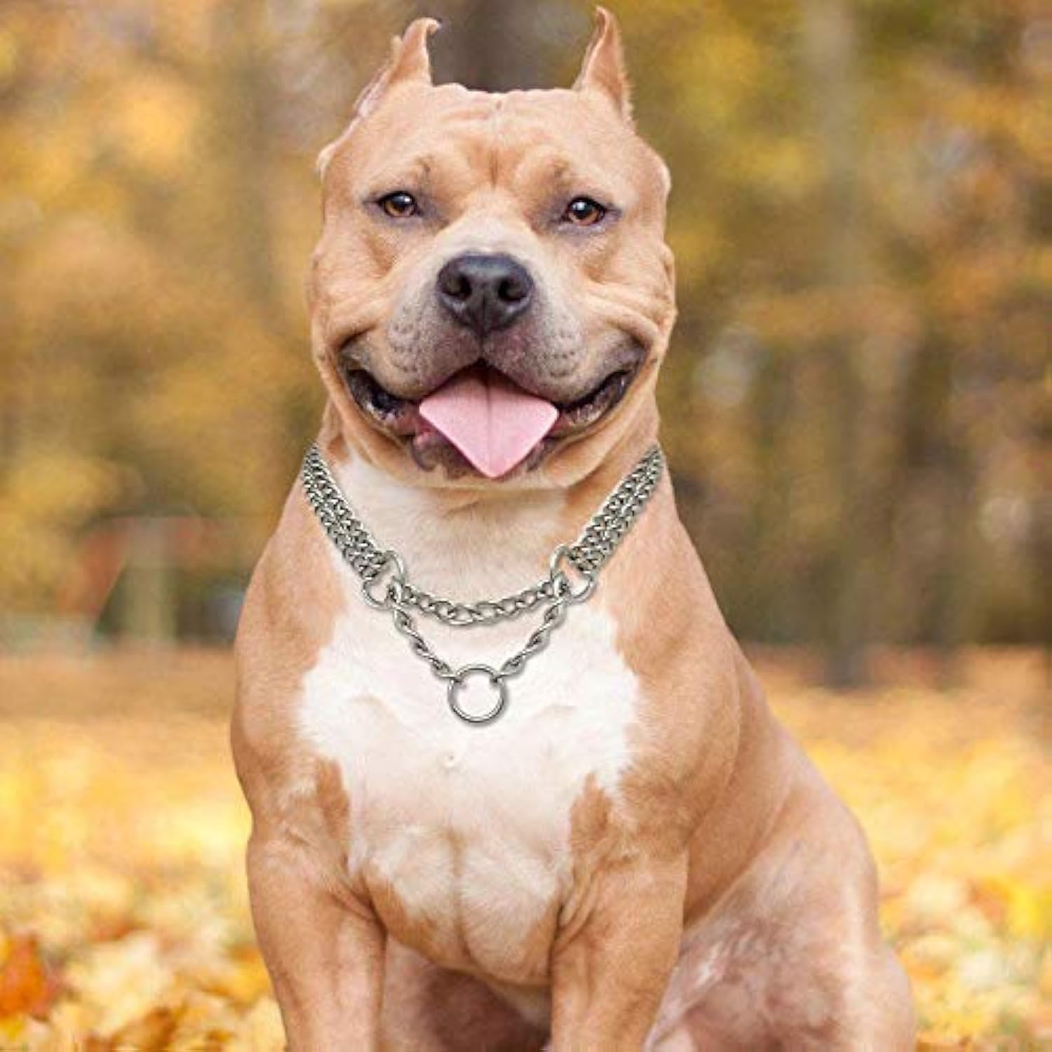 RvPaws Heavy Duty Chrome Metal 2 Layer Dog Choke Chain - 24 Inch Collar, Dog Necklace (for Big Dogs not for Small Dogs) (B09QGT36Q7) Amazon Price History, Amazon Price Tracker