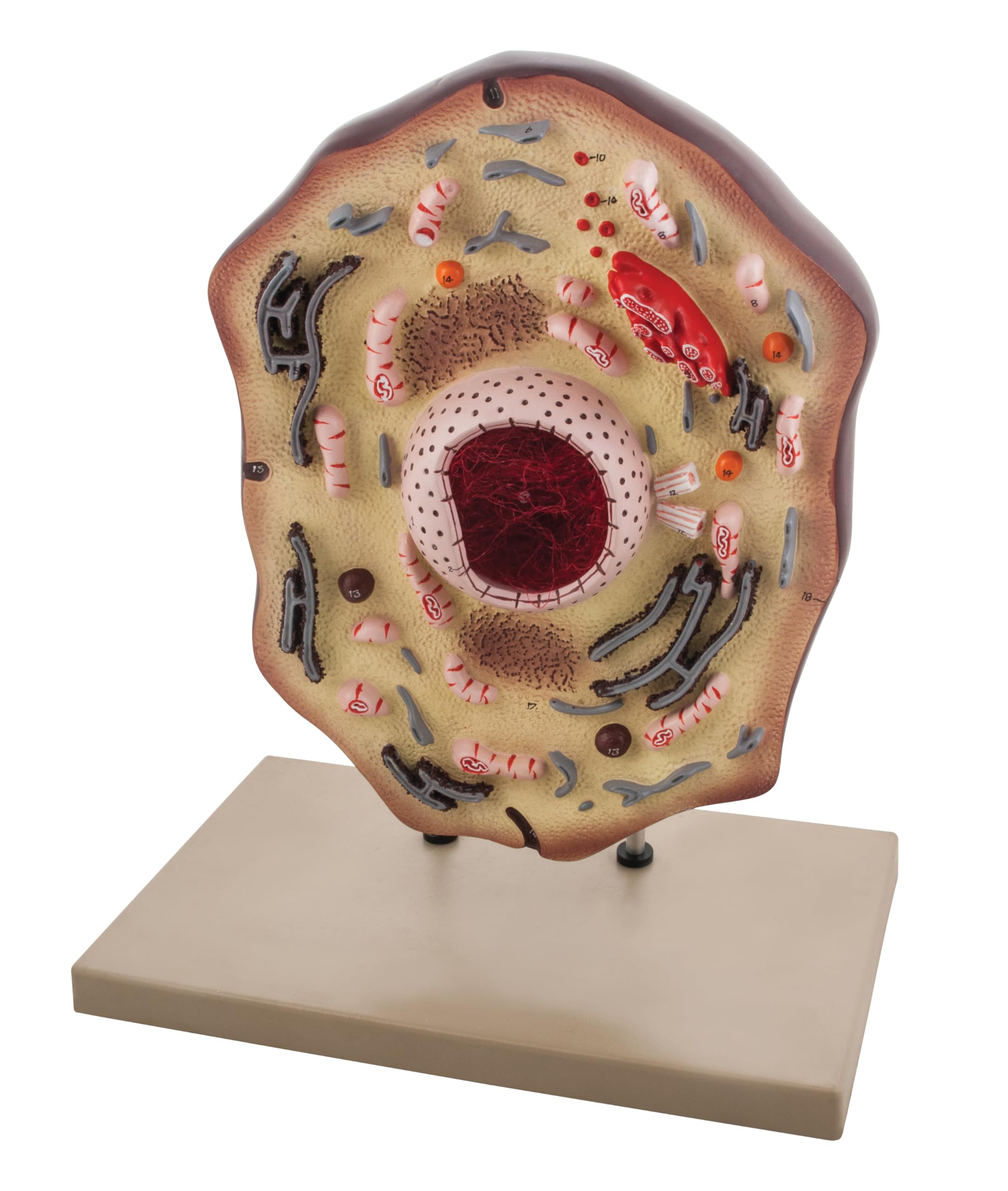 Eisco Labs Animal Cell Model, Hand Painted